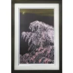 絵画 千住博 夜桜月下