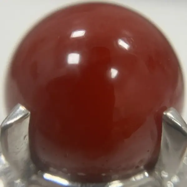 サンゴ　13.4mm